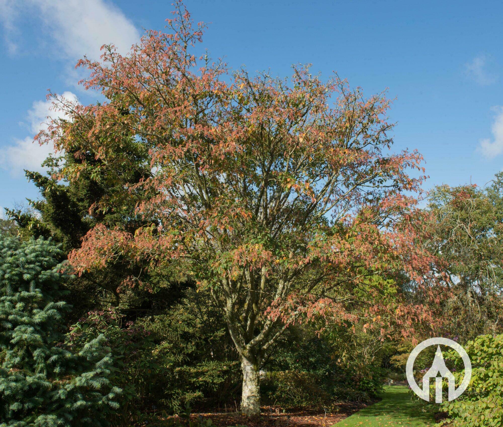 acer-davidii-chinese-esdoorn-slangenesdoorn-boomkwekerijen-m-van
