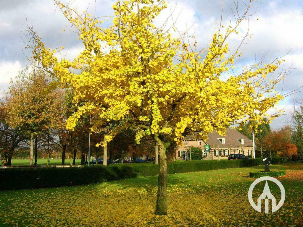 Ginkgo biloba ‘Horizontalis’ | Japanse notenboom - Boomkwekerijen M