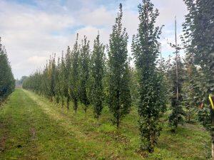 SKAL bomen