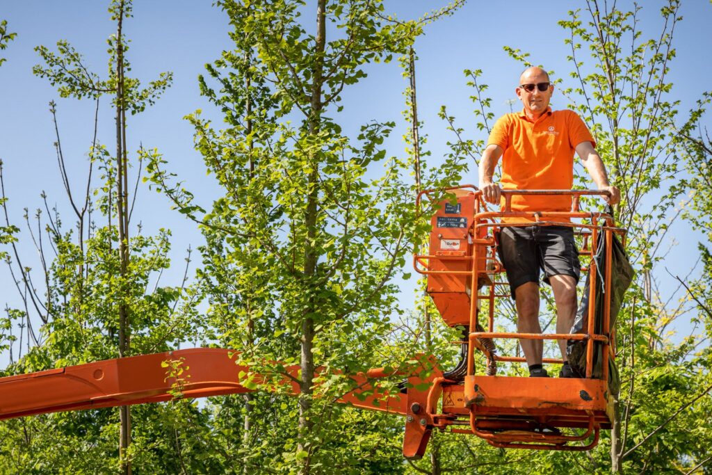 Medewerker van M. van den Oever snoeit biologische bomen vanuit een hoogwerker